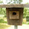 F&M Front opening Bluebird box