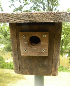 F&M Front opening Bluebird box