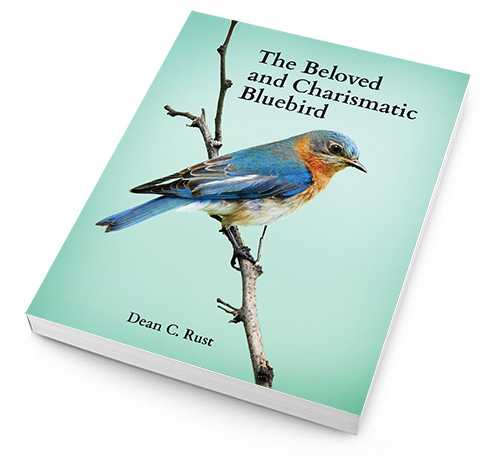 The Beloved and Charismatic Bluebird