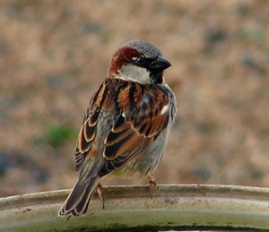 Bluebird Predator