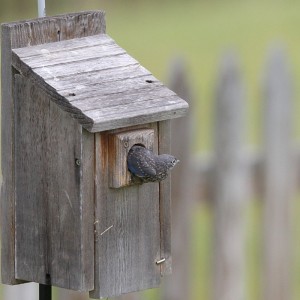 Juvenile Bluebird