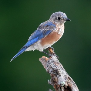 Juvenile Bluebird