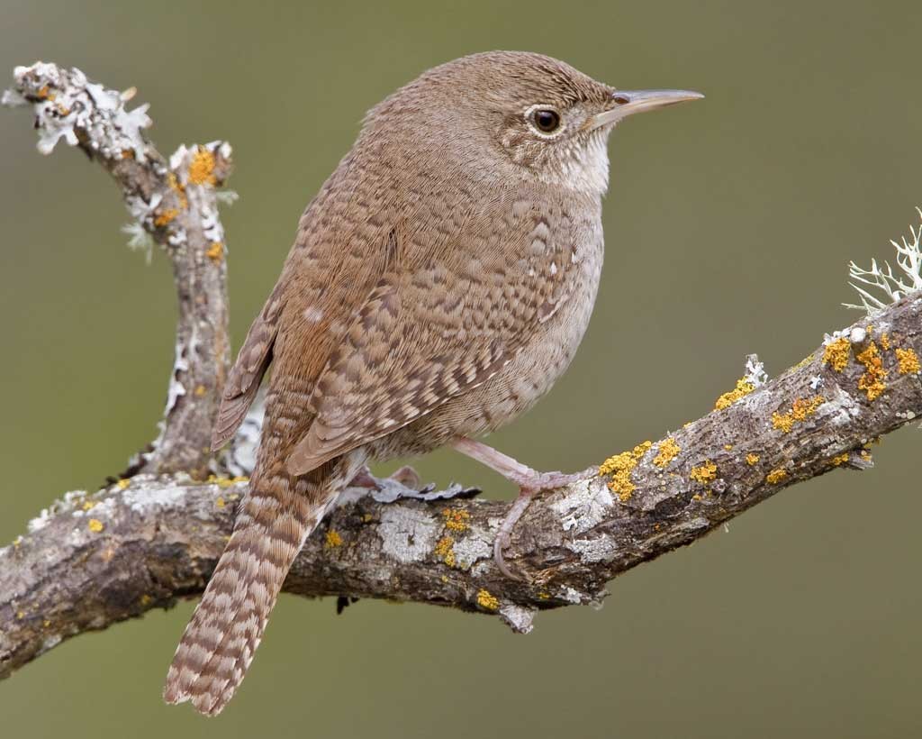 Using A Wren Guard To Deter House Wrens Bluebird Conservation using-a-wren-guard-to-deter-house-wrens-bluebird-conservation