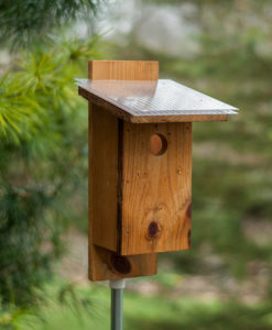 Sparrow resistant Bluebird House with Skylight