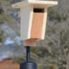 sparrow resistant bluebird house