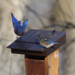 Bluebird wing wave