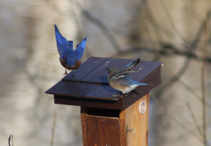 Bluebird wing wave