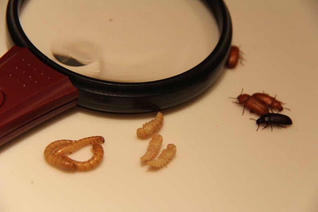 raising mealworms