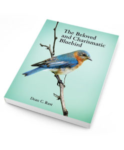 The Beloved and Charismatic Bluebird