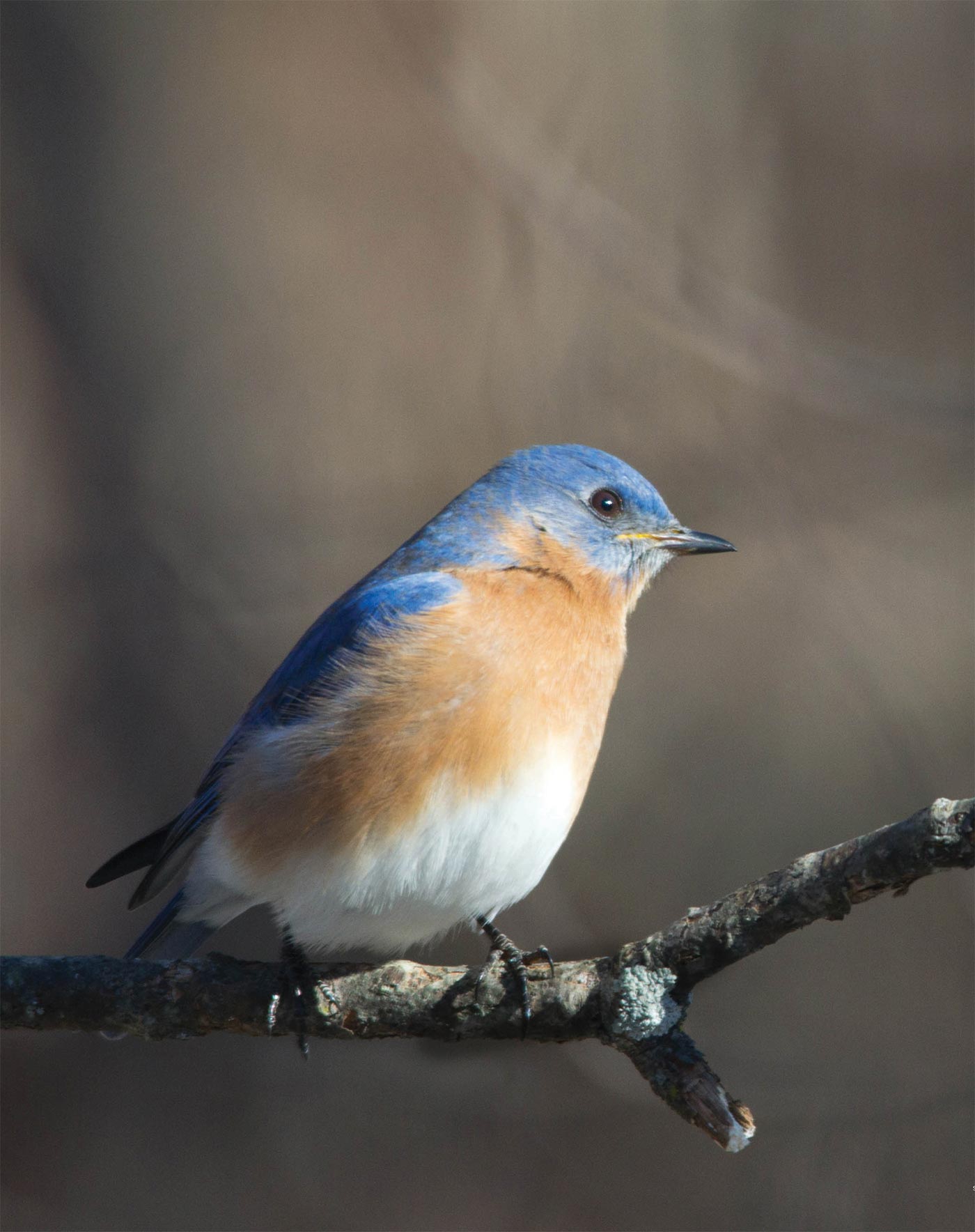 Bluebird Articles Bluebird Conservation