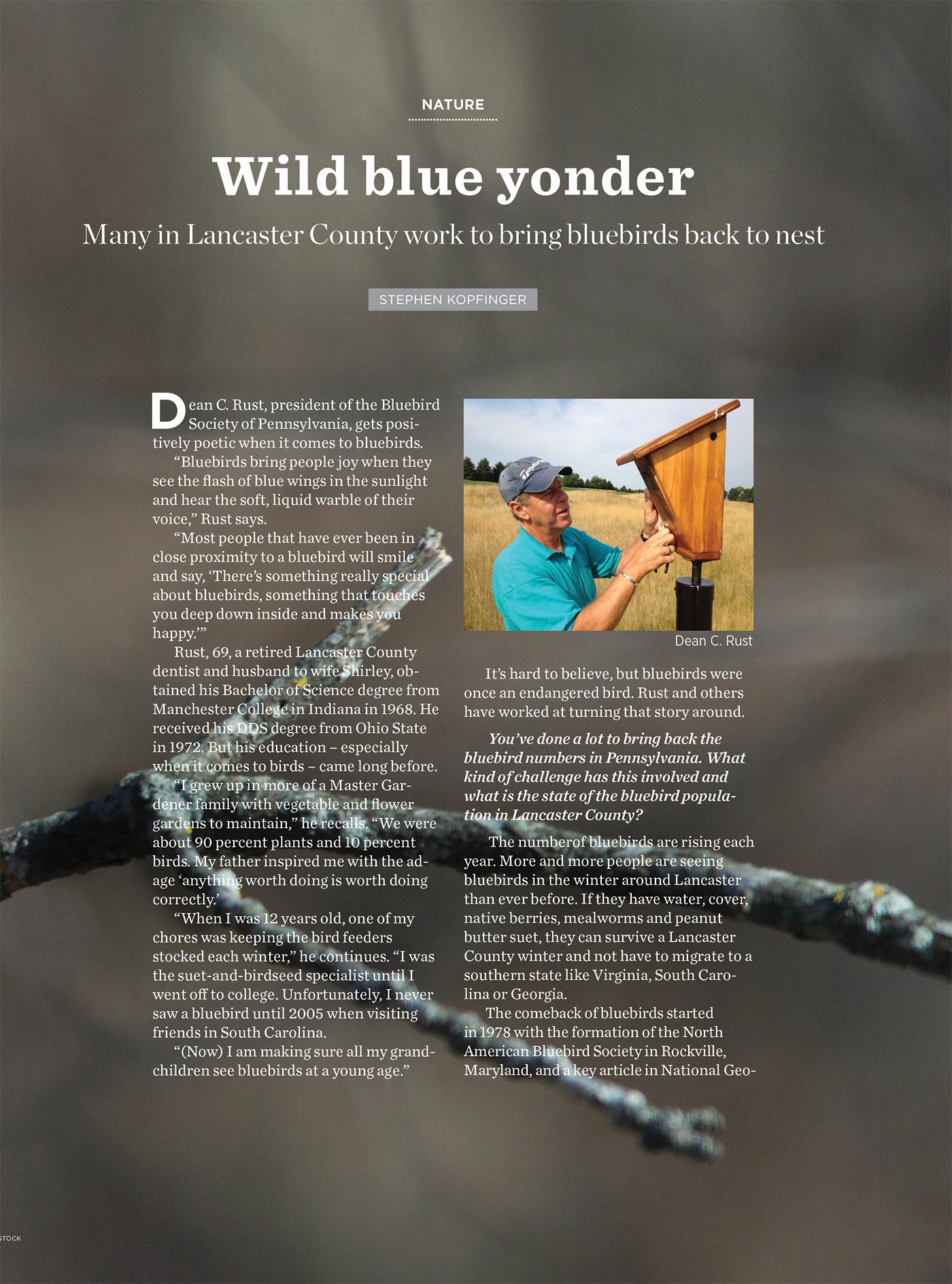 Bluebirds-2