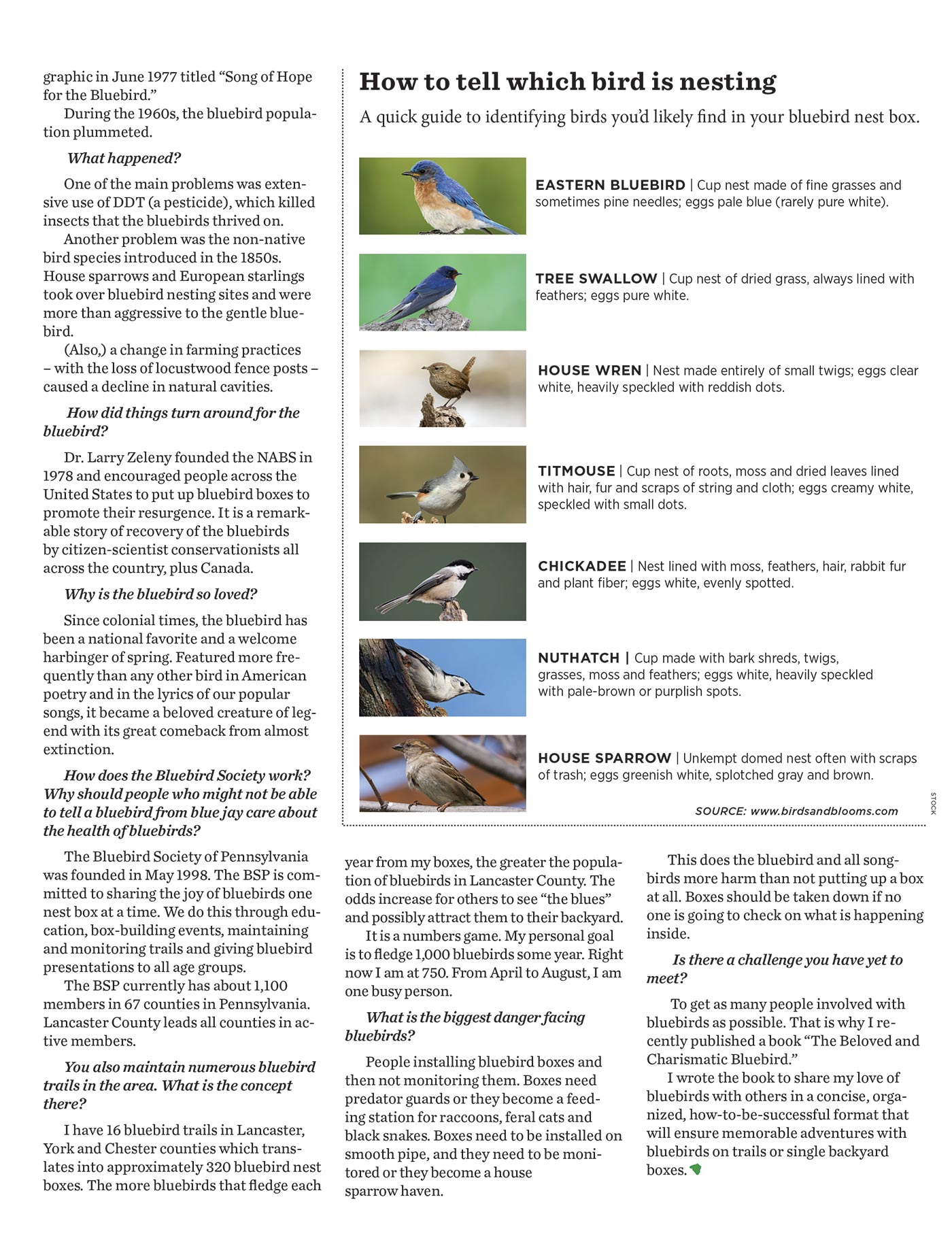 Bluebirds-3