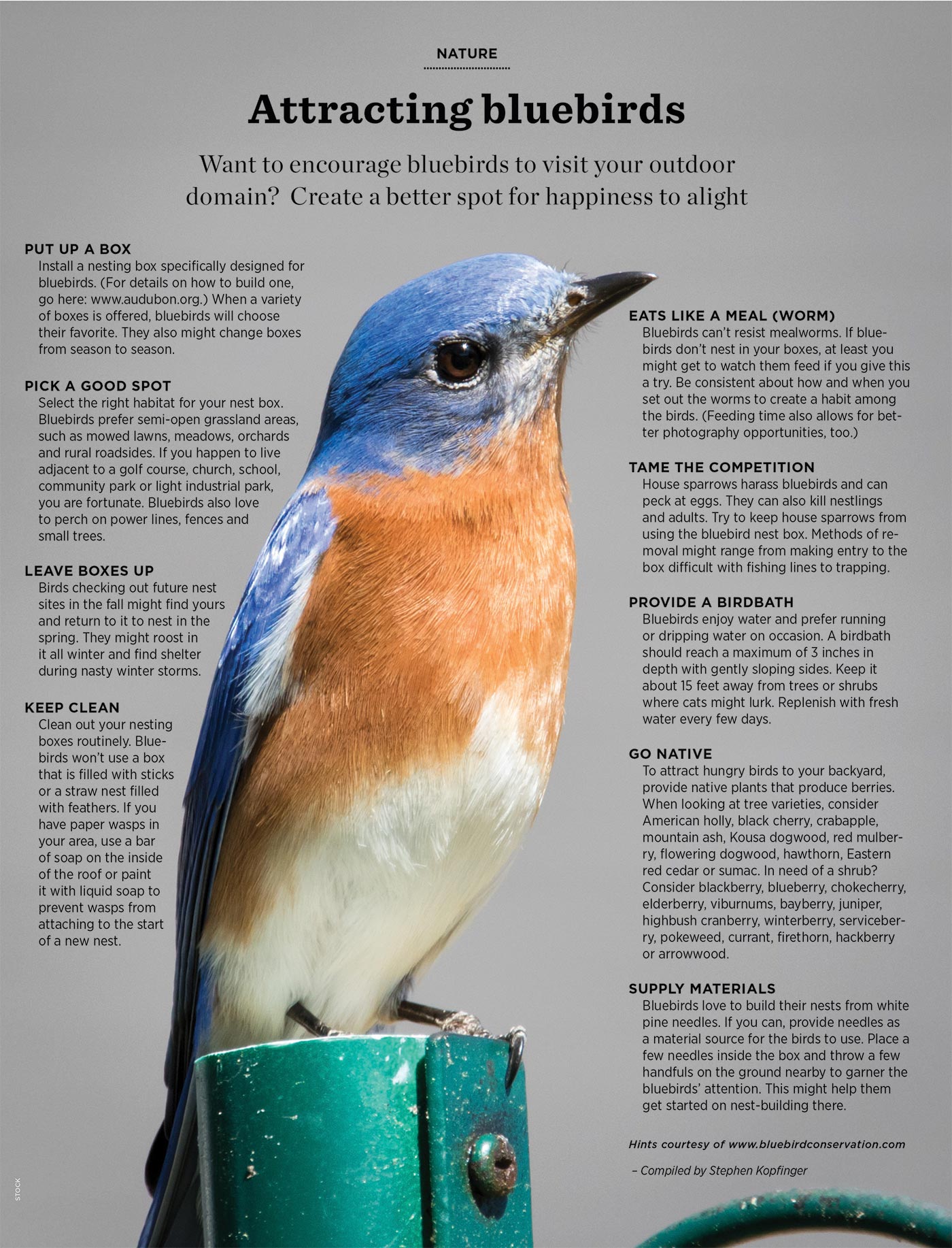 Bluebirds-4